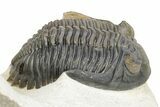 Hollardops Trilobite With Scabriscutellum - Multi-Toned Shell #251434-4